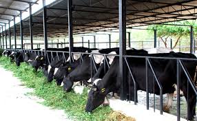 Milking the Future: Innovations and Trends in Modern Dairy Farming